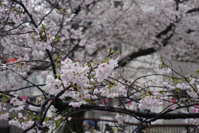 花見